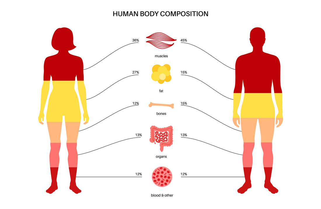 Body Composition