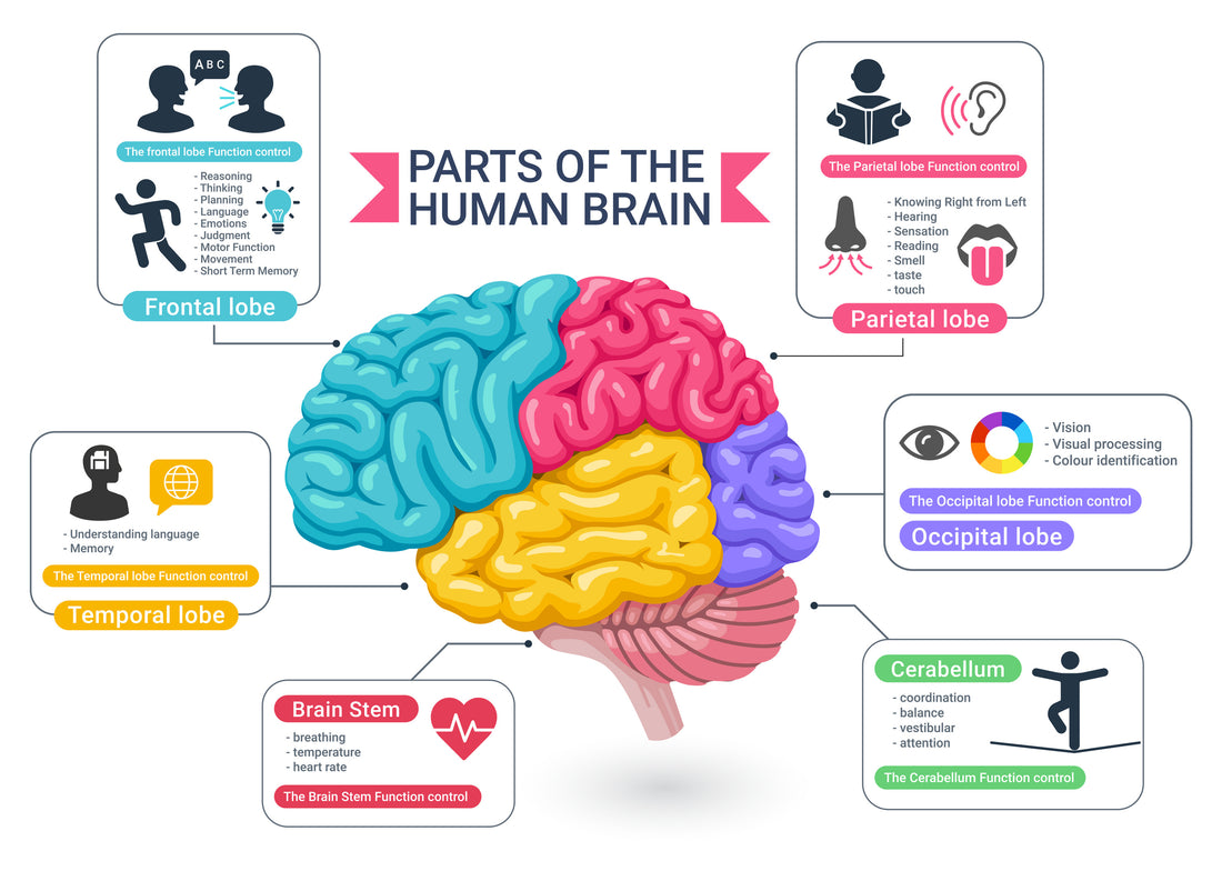 Brain Anatomy and Function