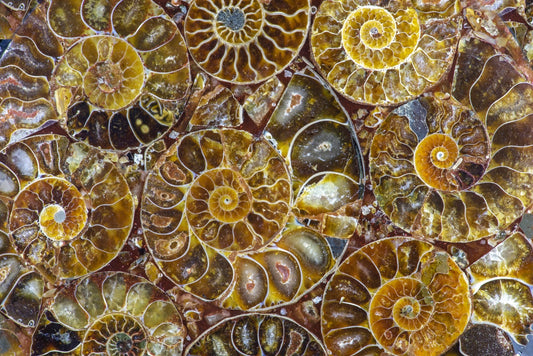 Ammonite - www.Crystals.eu