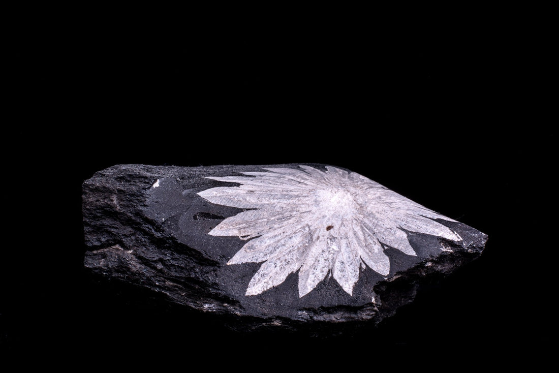 Chrysantemum - www.Crystals.eu