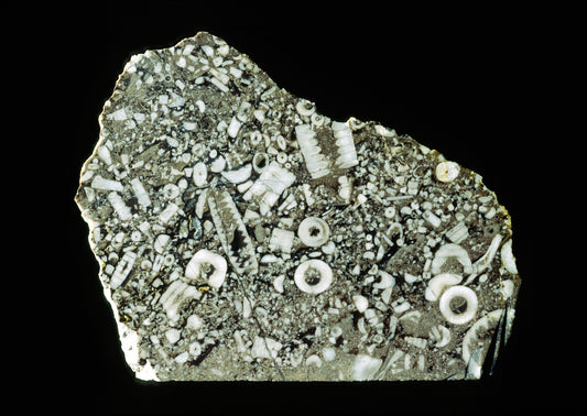 Crinoide fossil - www.Crystals.eu