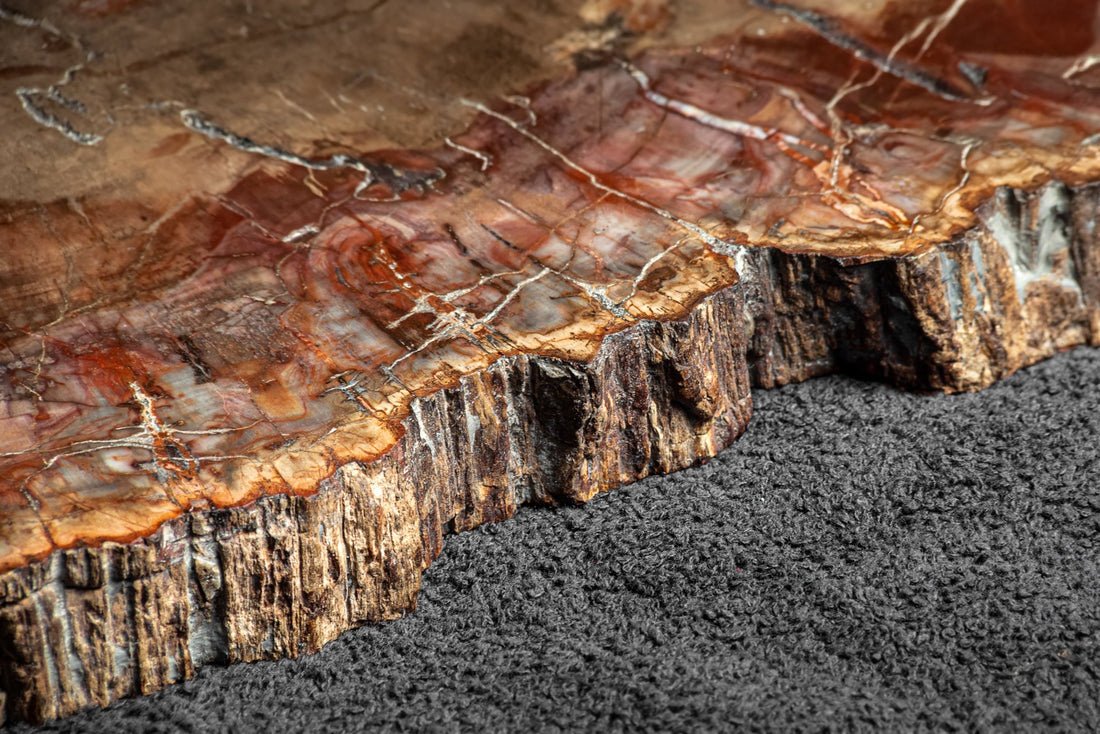 Petrified wood - www.Crystals.eu