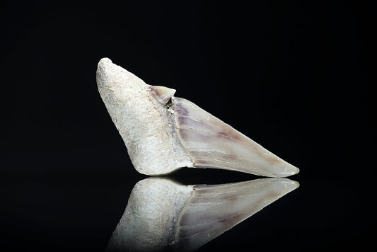 Shark teeth - www.Crystals.eu