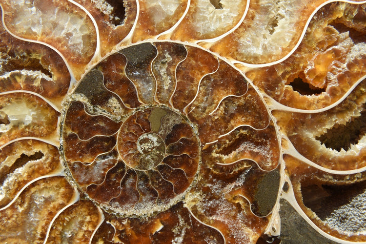 Ammonite - www.Crystals.eu