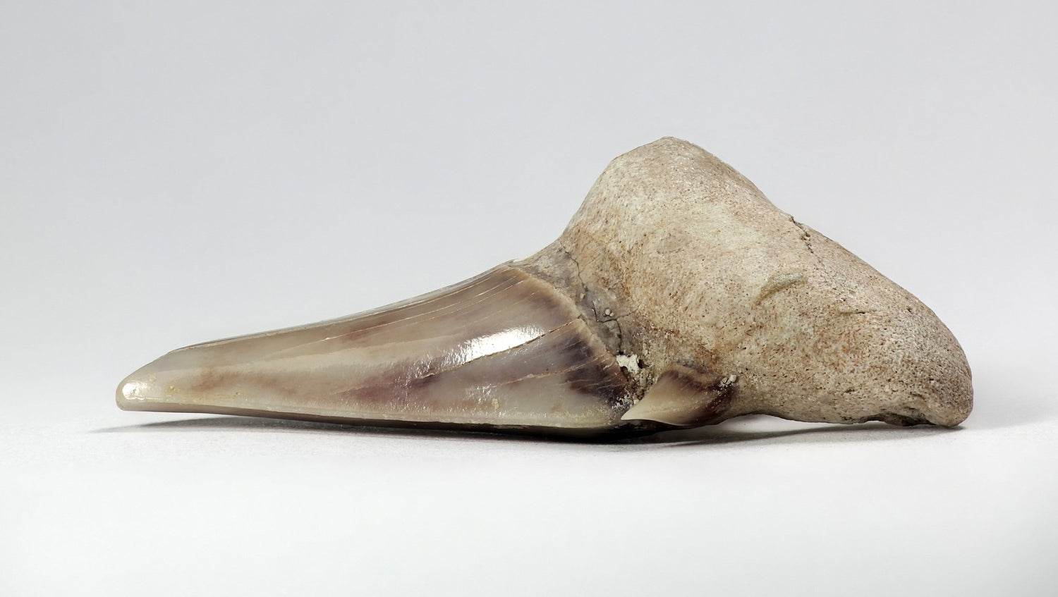 Shark teeth - www.Crystals.eu