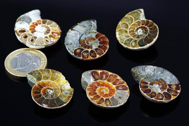 Ammonite fossil – 10 - 25mm