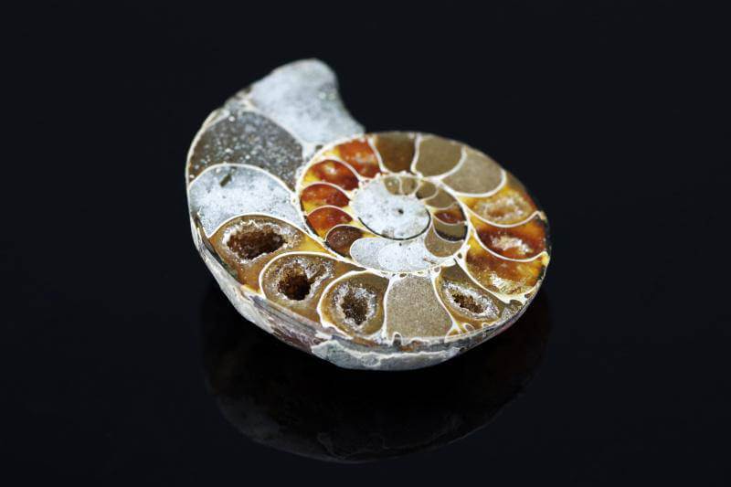 Ammonite fossil – 10 - 25mm