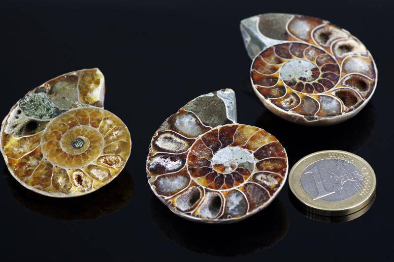 Ammonite fossil – 25 - 45mm