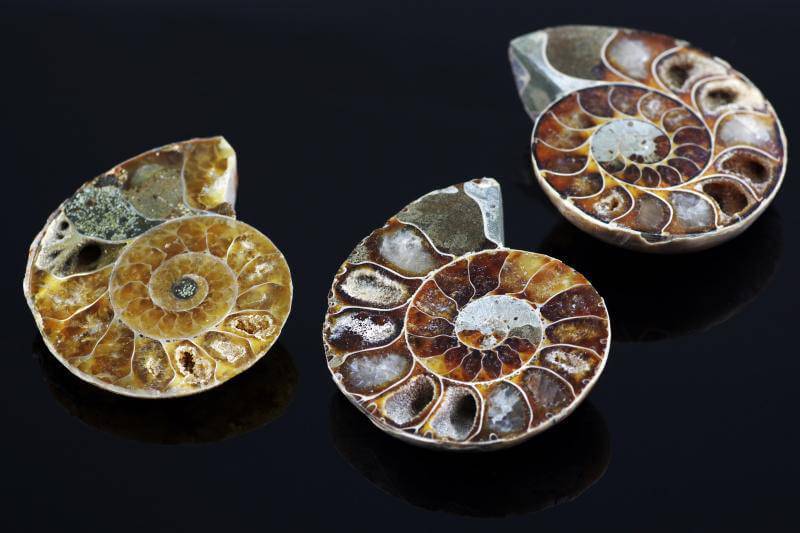 Ammonite fossil – 25 - 45mm